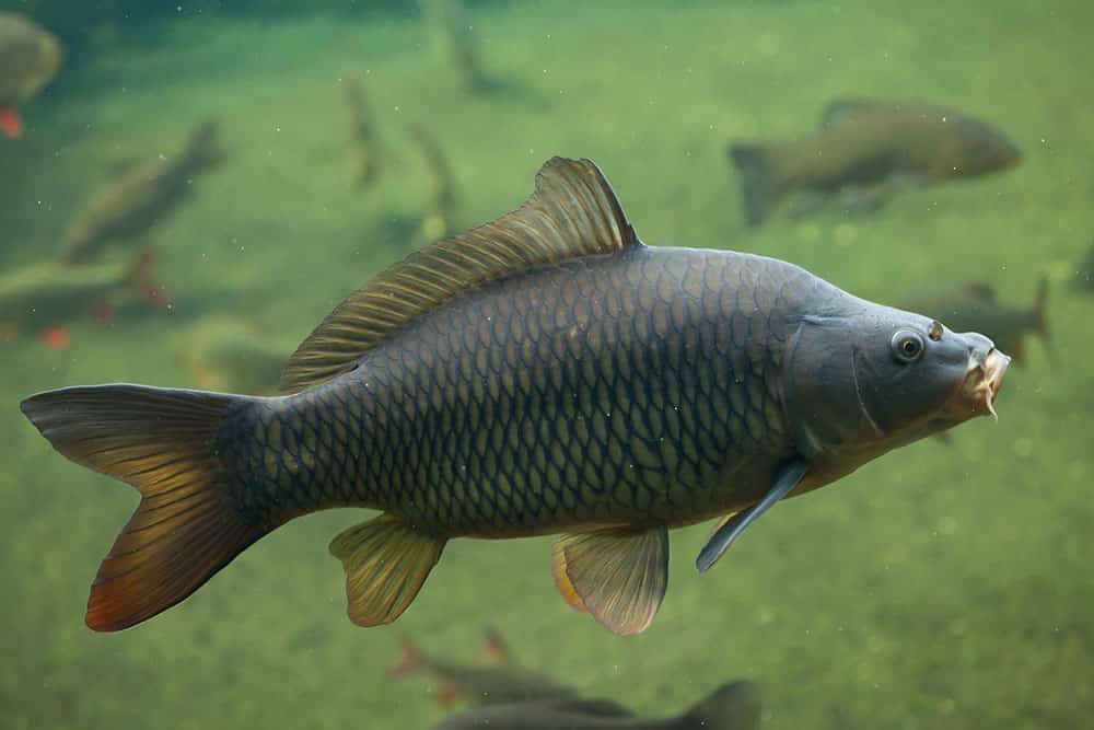 Common-Carp-Underwater (1)