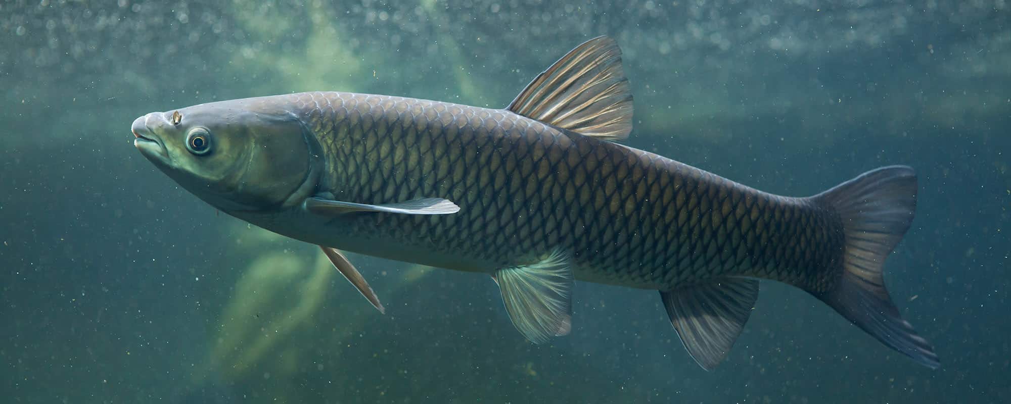 grass-carp