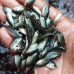 fish seed suppliers