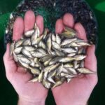 fish seed suppliers