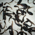 fish seed suppliers